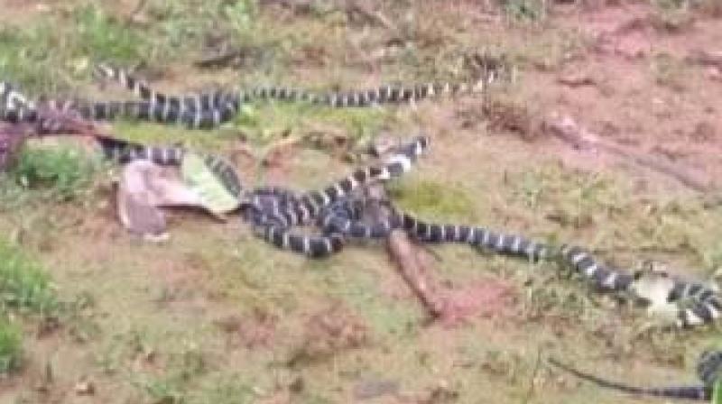The young king cobras which were released into Megaravalli forest in Shivamogga district on Saturday