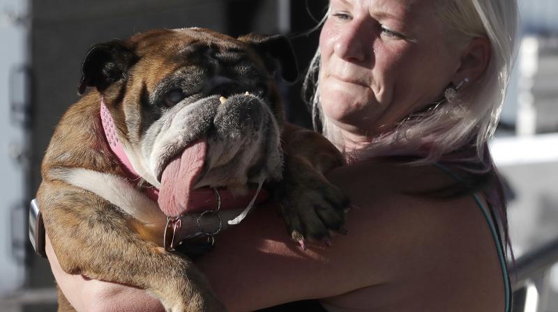Zsa Zsa, an English Bulldog, is carried by owner Megan Brainard during the Worlds Ugliest Dog Contest at the Sonoma-Marin Fair in Petaluma, Calif., Saturday, June 23, 2018. Zsa Zsa won the contest. (Photo: AP)
