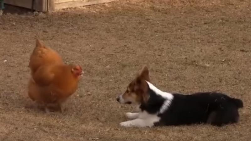 Corgi, hen and duck end up play-fighting in a farm in Colorado (Photo: Youtube)