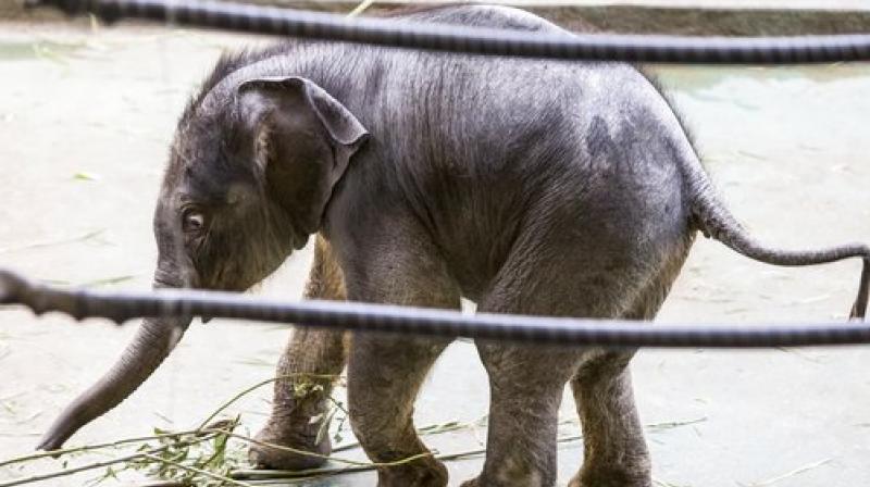 Newborn elephant Filimon walks in the pavilion at the Moscow zoo in Moscow, Russia, on Tuesday, June, 20, 2017. Filimon, a baby elephant recently born at the Moscow zoo, has been presented to the public for the first time. (AP Photo/Alexander Zemlianichenko Jr.)