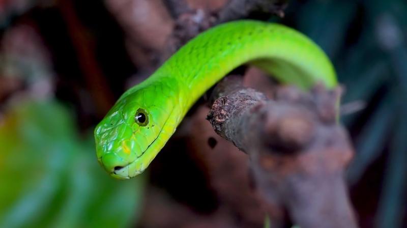 The peptide from green mamba venom can treat PKD (Photo: Pixabay)