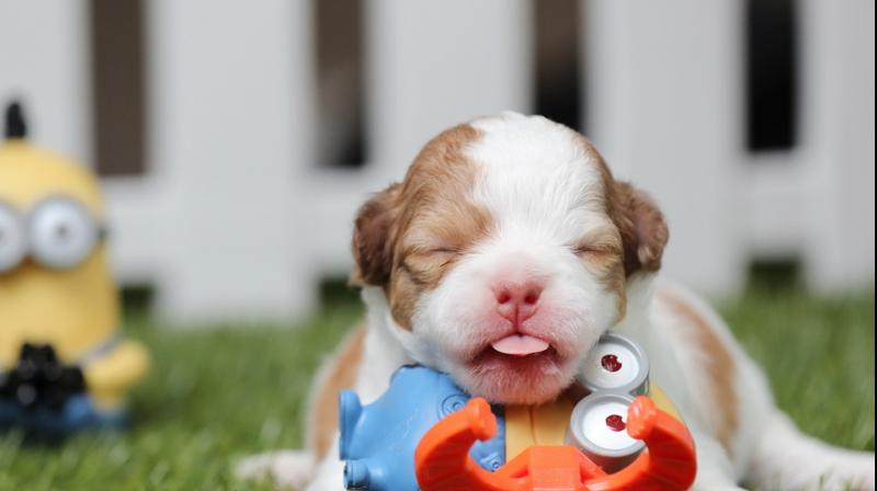 Cute puppy pictures help in recreating lost spark in marriage, claims study (Photo: Pixabay)