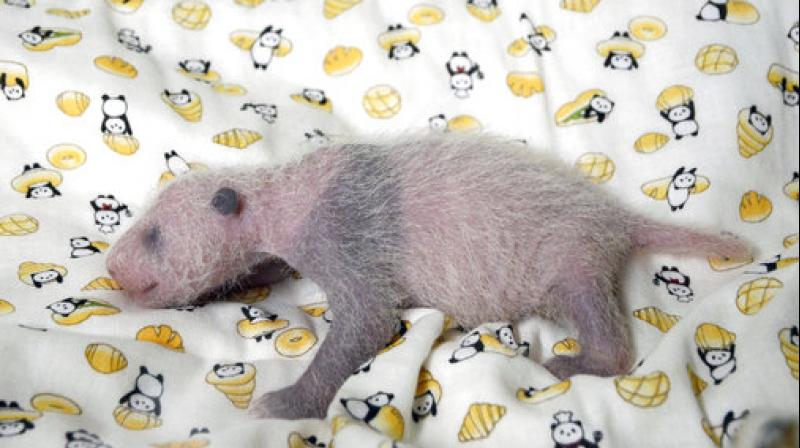This Thursday, June 22, 2017 image released by Tokyo Zoological Park Society, shows a 10-day giant panda cub at Ueno Zoo in Tokyo. Ueno Zoo said Friday, June 23, 2017 the panda, born on June 12, was ruled a female by examining experts. The still nameless cub has been doing well, drinking mother ShinShins milk. Panda cubs gradually get black markings on their ears, eyes and paws, and the spots were starting to show. (Tokyo Zoological Park Society via AP)