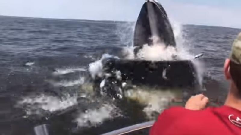 Whale breaches near boat off the shore of NJ coast (Photo: Youtube)