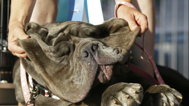 Shirley Zindler, of Sebastopol, Calif, lifts up the jowls of Martha, a Neapolitan mastiff, during the Worlds Ugliest Dog Contest at the Sonoma-Marin Fair on Friday, June 23, 2017, in Petaluma, Calif. Martha was the winner of the event. (AP Photo/Eric Risberg)