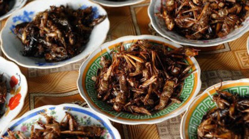 Brussels start-up is hoping to stir culinary revolution by pushing crunchy crickets as a protein alternative to meat (Photo: AFP)