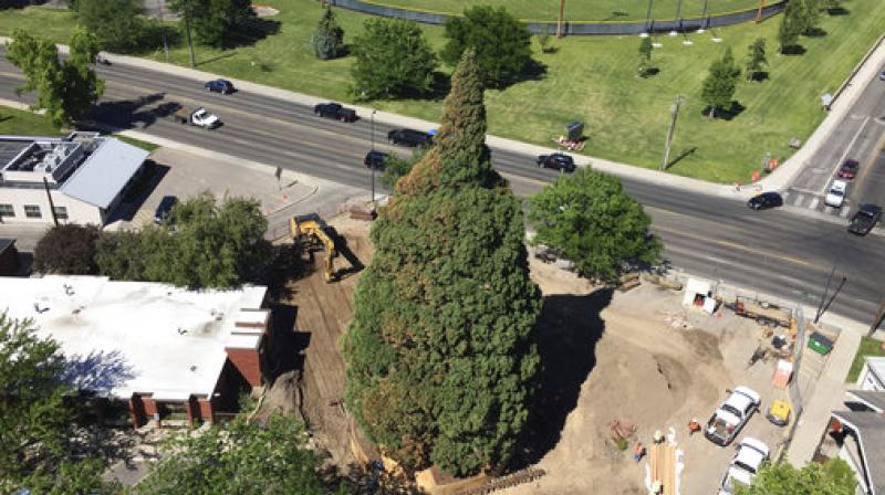 An aerial view shows heavy machinery used by workers as they pruned the roots, built a burlap, plywood and steel-pipe structure to contain the rootball so they can move the roughly 100-foot sequoia tree in Boise, Idaho, Thursday, June 22, 2017. The sequoia tree sent more than a century ago by naturalist John Muir to Idaho and planted in a Boise medical doctors yard has become an obstacle to progress. So the 98-foot (30-meter) sequoia planted in 1912 and thats in the way of a Boise hospitals expansion is being uprooted and moved about a block to city property this weekend. (AP Photo/Rebecca Boone)