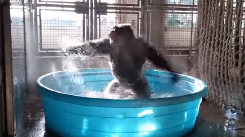 Heres the video of a dancing gorilla to make your day!