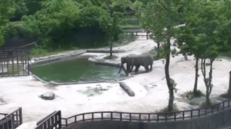 The two adult elephants can be seen trying to help the drowning calf (Photo: Youtube)