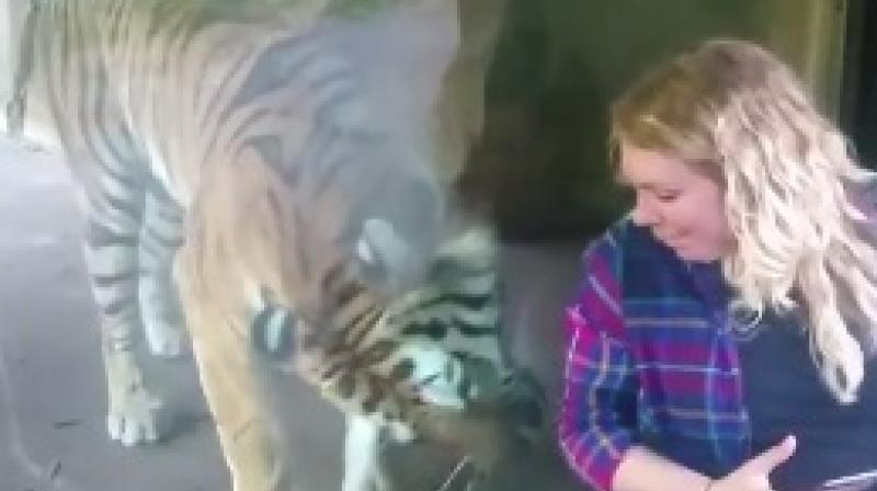 Tiger trying to come closer to Natasha (Photo: Facebook)