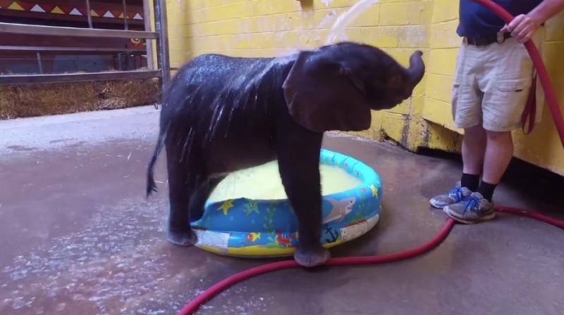 The baby elephant discovers the wonders of a childrens pool