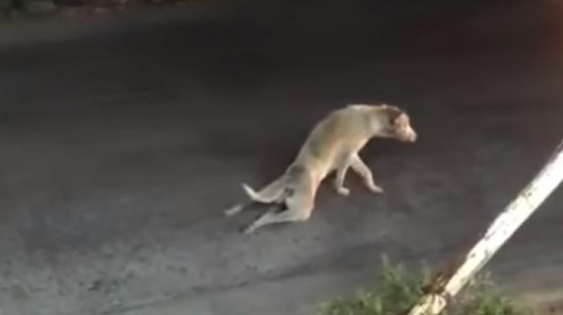 The dog trying to cross the road at the beginning of video (Photo: Youtube)