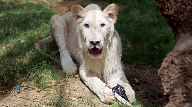 Rare white lion makes first appearance in Baghdads Al Zawra zoo (Photo: Facebook)