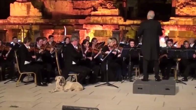 The dog who stole the orchestra show (Photo: Youtube)