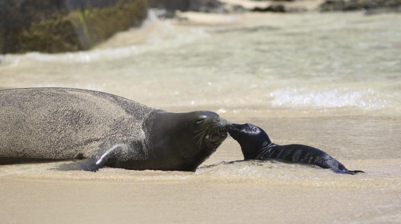 This Thursday, June 29, 2017 photo shows a Hawaiian monk seal and her newborn pup on a Waikiki beach in Honolulu. The pup, born late Wednesday or early Thursday, is the first seal to be born in the densely populated tourist district since the National Oceanic and Atmospheric Administration began keeping track in the 1970s. (AP Photo/Audrey McAvoy)