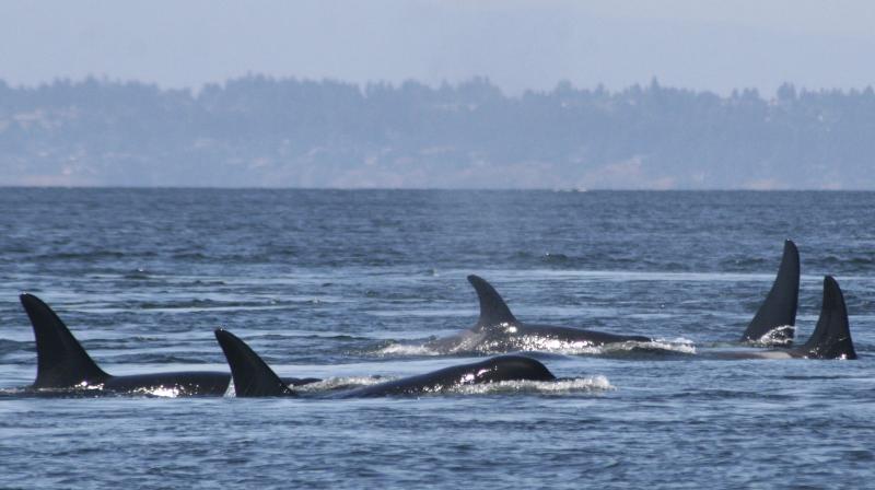 In this undated photo provided by the University of Washington, Southern resident killer whales swim off the coast of San Juan Island, Wash. A new study to be published Thursday, June 29, 2017, says that the small population of endangered Puget Sound orcas are having pregnancy problems due to stress from not getting enough salmon to eat. (Jane Cogan/University of Washington via AP)