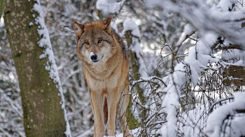 Study shows wolves do bond with humans (Photo: Pixabay)