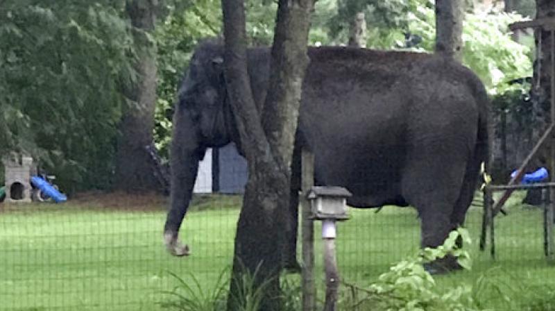 An elephant walks in the yard of home, Friday, June 30, 2017, in Baraboo, Wis. Law enforcement officers quickly got in touch with the nearby Circus World Museum, home to the wandering pachyderm. A trainer arrived and led the elephant back to the circus complex. (Jaime Peterson via AP)