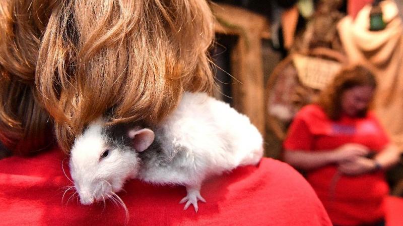 Visitors a chance to munch on a breakfast of pastries, coffee and tea, and enjoy a bit of play time with a small handful of rats at San Franciscos pop-up Rat Cafe (AFP Photo/JOSH EDELSON)