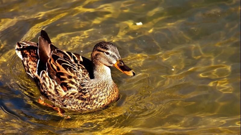 Mallards are usually known to eat crabs and small fish, but this is the first time they were seen eating another bird (Photo: Pixabay)