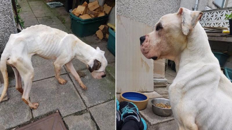 The abandones American bulldog that was rescued by Dunkley is now at RSPCA and his rescuer wants to adopt him as soon as possible (Photo: Facebook)