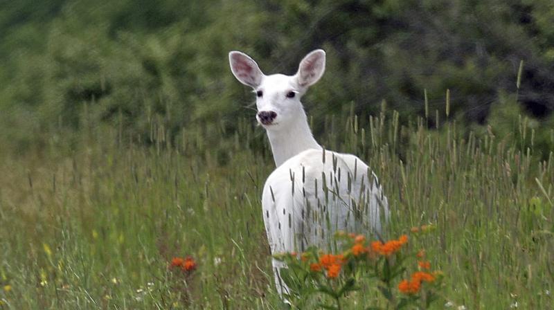 In this June 28, 2017 photo, a white deer stands in a field with orange butterfly weed at the Seneca Army Depot in upstate New York. Public bus tours to view a rare herd of ghostly white deer at a former World War II Army weapons depot are slated to begin fall 2017. The white deer roaming the 7,000-acre Seneca Army Depot in the Finger Lakes have been off-limits to the public for decades, save for glimpses through the surrounding chain-link fence. (Dennis Money via AP)