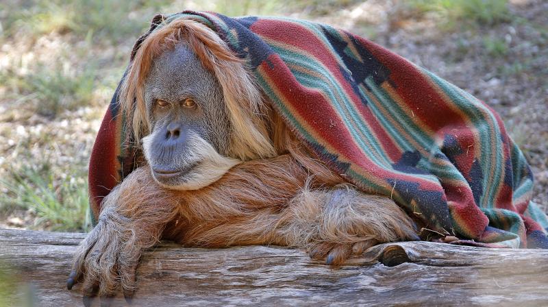 This June 26, 2017 photo shows Toba, a female orangutan, wrapped up in her blanket at the Oklahoma City Zoo and Botanical Garden in Oklahoma City. The zoo is celebrating Tobas 50th birthday. (Steve Gooch/The Oklahoman via AP)