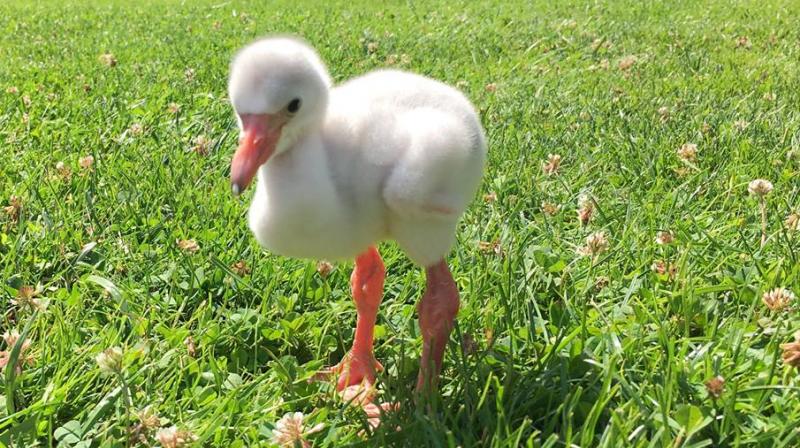 This baby flamingo lives at Pittseburghs National Aviary and his path to adulthood has become too relatable with people online (Photo: Facebook)