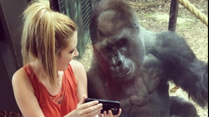 Lindsay and the gorilla checking out baby animal videos at the zoo (Photo: Instagram)