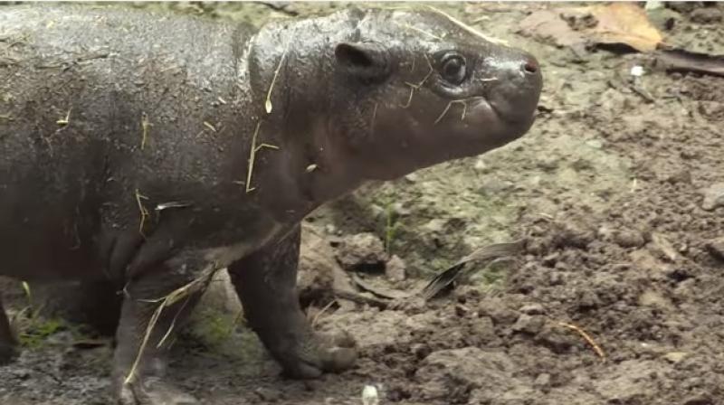 Baby hippo unveiled at Chile zoo is the third birth in four years (Photo: Youtube/AFP)