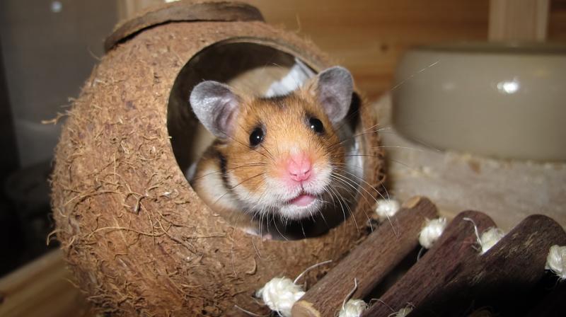 Hamster was found with face stuffed with magnet (Photo: Pixabay)