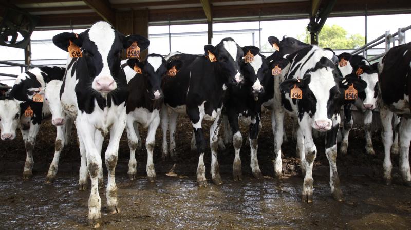 In this photo taken June 29, 2017, young cows stand in a barn at Mystic Valley Dairy in Sauk City, Wis. The farms owner Mitch Breunig has spent over $100,000 to improve his farm to make his cows happier, including making his barn and stalls bigger and adding fans and other air circulation equipment. (AP Photo/Carrie Antlfinger)