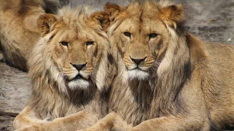 Male lions escaped from the Kruger National Park, a main tourist attraction (Photo: Pixabay)