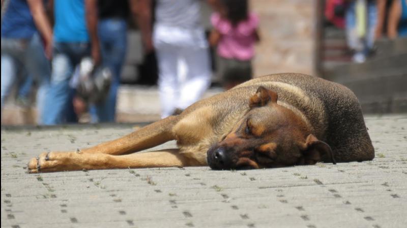 Kerala Government to set up dog zoos to rehabilitate canines (Photo: Pixabay)