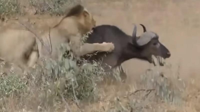 Moment pair of lions take down the injured caught on tape (Photo: Youtube)