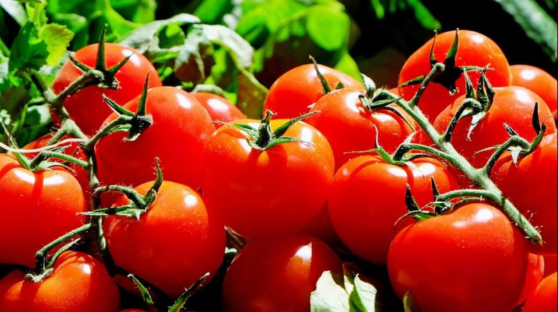 Lycopene, primary carotenoid in tomatoes, has been shown to be most effective antioxidant of the UV pigmentation (Photo: Pixabay)