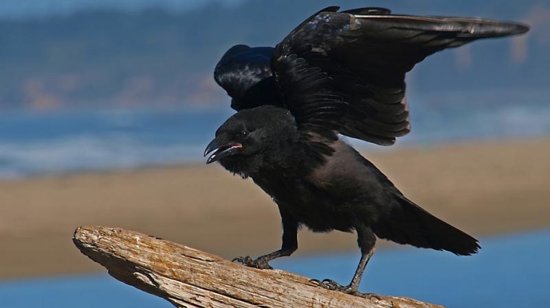 Latest experiments reveal that ravens can wisely forego an immediate reward in order to get a better one in the future (Photo: Pixabay)