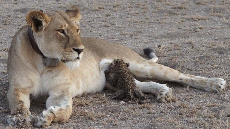 In this Tuesday, July 11, 2017 photo supplied by Joop van der Linde, a leopard cub suckles on a 5-year-old lioness in the Ngorongoro Conservation Area in Tanzania. In the incredibly rare sight, the small leopard, estimated to be a few weeks old, nurses in the photographs taken this week by a guest at a local lodge. (Joop van der Linde/Ndutu Safari Lodge via AP)