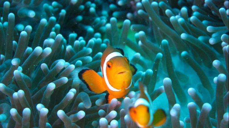 Male clownfish fish tend to look after eggs (Photo: Pixabay)