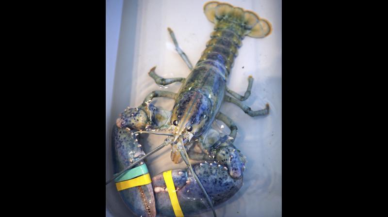 A rare blue lobster caught by local lobsterman, Greg Ward, is on display at the Seacoast Science Center in Rye, N.H., on Tuesday, July 18, 2017. Ward initially thought he had snagged an albino lobster when he examined his catch off the coast Monday where New Hampshire borders Maine. The Rye lobsterman quickly realized his hard-shell lobster was a unique blue and cream color. [Rich Beauchesne/Portsmouth Herald via AP)