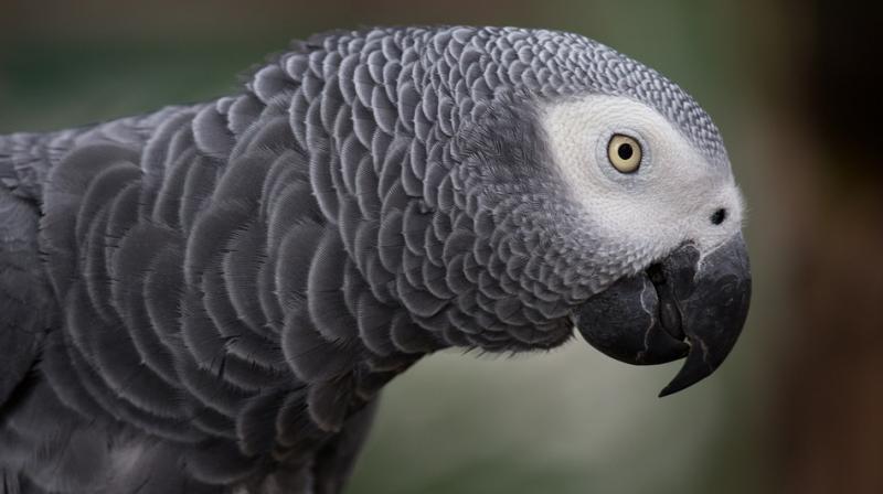 Bud, the parrot would shout in  two different voices and the conversation would always end with it screaming dont f****ng shoot. (Photo: Pixabay)