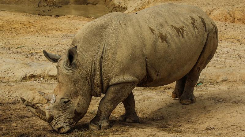 Back in the 1960s there were around 2,000 northern white rhinos in the wild, but they were all wiped out by poachers for their ivory in three decades of poaching. (Photo: Pixabay)