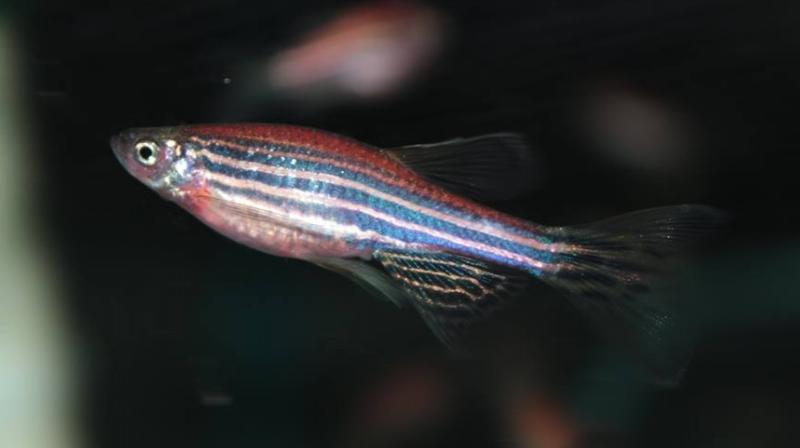 Studies have shown that zebrafish are able to restore damaged connections and nerve cells in the spinal cord. (Photo: Facebook)