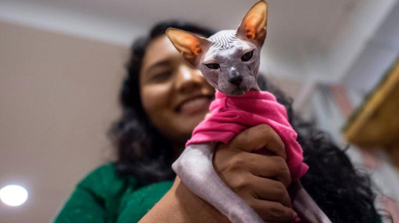 A woman holding a furless cat at the Catpuchino Cafe in Yangon.(Photo: AFP)