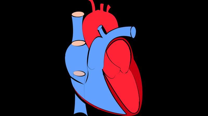 The good kind of heart growth is very different from the harmful enlargement of the heart that occurs during heart failure (Photo: Pixabay)