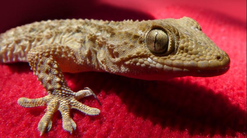 According to the lawsuit, the geckos had not been decomposed at all and were likely alive when the beer was poured and sealed (Photo: Pixabay)