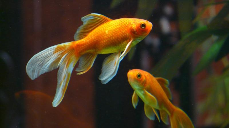 A new study has revealed that goldfish produce alcohol to survive harsh winters beneath frozen lakes, which naturally makes them lose their inhibition. (Photo: Pixabay)