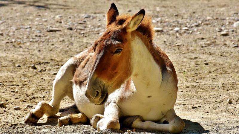 The fifteen teenagers from rural Morocco had to be treated for rabies after reportedly gang raping an infected local donkey (Photo: Pixabay)