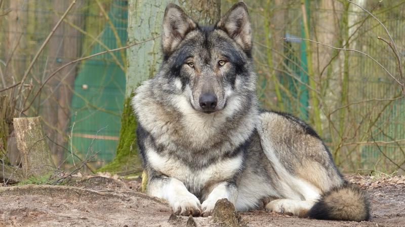 In a project that actually predates HBOs GoT and George RR Martins books, the breeder has spent the last 30 years in creating a dog that she calls the American Alsatian
