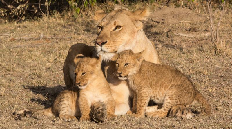 Sampu Enkare pride lioness with her two cubs. (Photo: Nirmalya Banerjee)